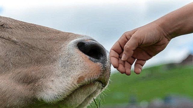 El amor y el respeto por los animales sustenta este principio. El amor y el respeto por los animales sustenta este principio.