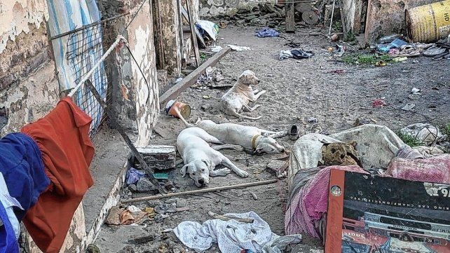 Abandono de mascotas. Abandono de mascotas.