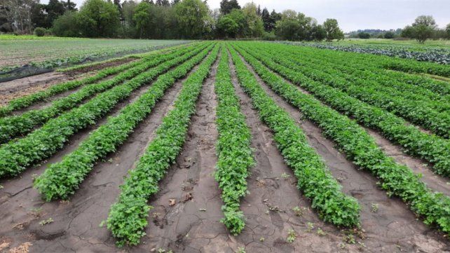 Cada vez son menos los productores hortícolas locales para abastecer a la región 
