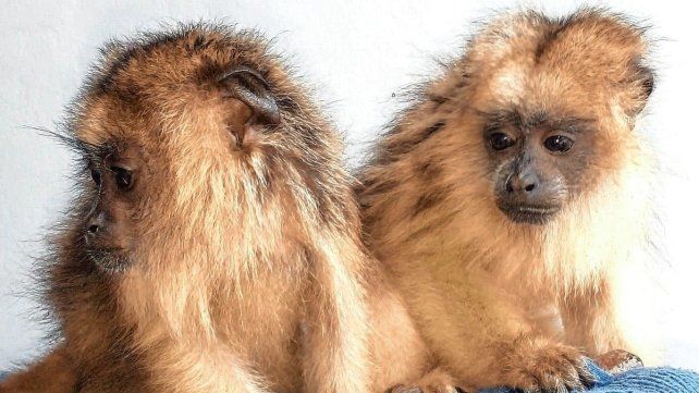 Distintos ejemplares rescatados llegan al Parque Pericos Distintos ejemplares rescatados llegan al Parque Pericos