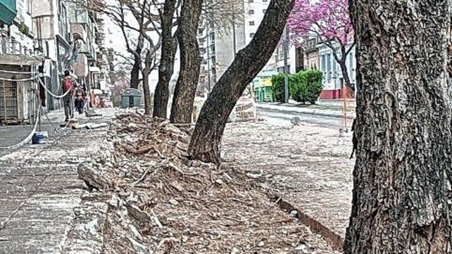 Preocupación por los lapachos de calle 25 de Mayo: denuncian daños en las raíces y riesgo de caída.