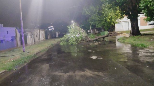 En Paraná hubo al menos 10 árboles caídos, postes y 15 casas inundadas