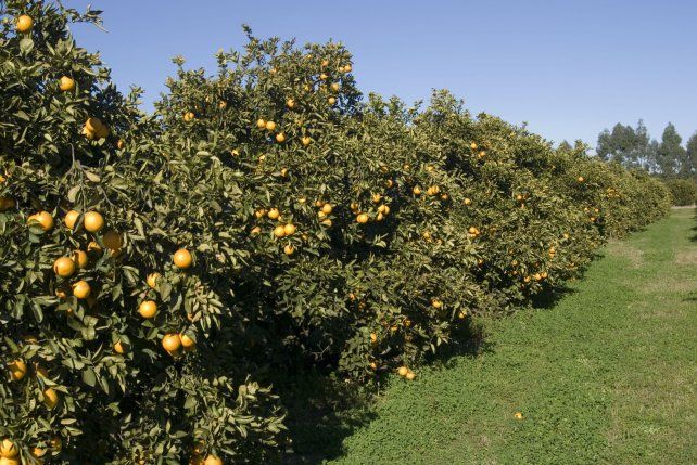 Situación. Con casi un mes de retraso, se inició en estos días el grueso de la cosecha de frutas tempranas en las plantaciones entrerrianas.