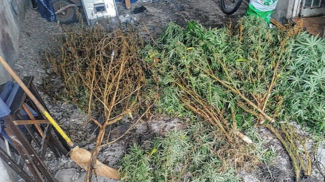 Las plantas de marihuana encontradas. Las plantas de marihuana encontradas.