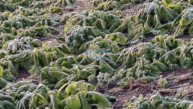 La acelga quedó estropeada.jpg La acelga quedó estropeada.jpg