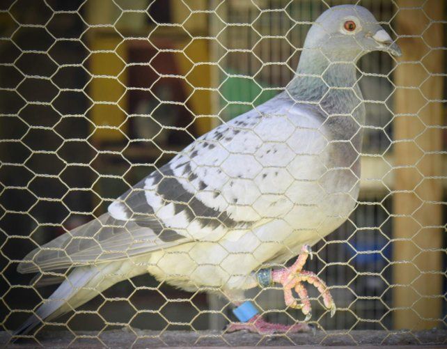 Las palomas que se utilizan en la colombofilia. Las palomas que se utilizan en la colombofilia.