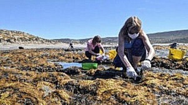 Producirán fideos con algas creados por investigadores de la Universidad Nacional