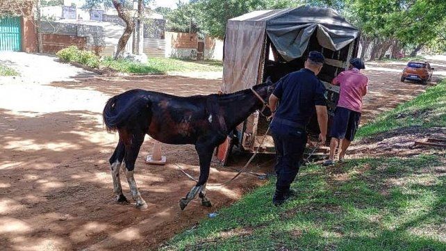 El caballo fue retenido este lunes en Concordia. El caballo fue retenido este lunes en Concordia.