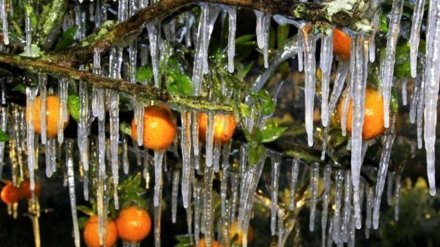 Preocupación por las heladas que amenazaron la producción citrícola Preocupación por las heladas que amenazaron la producción citrícola