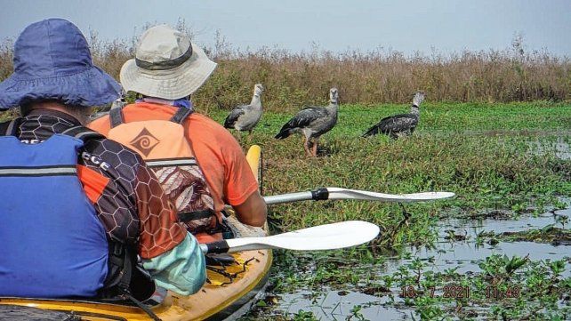 Esteros del Iberá: el placer de recorrer el lugar en kayak 