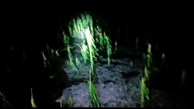 En Nogoyá un campo de maíz fue trillado por el granizo
