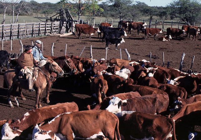 Repunte. Más de 30 años se vacunó contra la aftosa para vender carne a EE.UU. Ese día se acerca. Repunte. Más de 30 años se vacunó contra la aftosa para vender carne a EE.UU. Ese día se acerca.