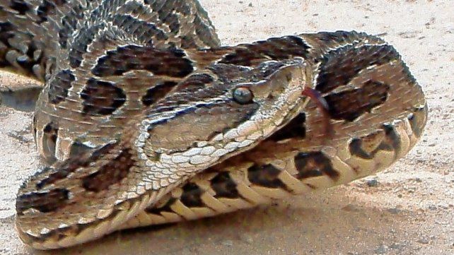 Con la llegada de altas temperaturas, las serpientes se hacen presentes dentro del área urbanizada. Qué hacer en caso de picaduras.