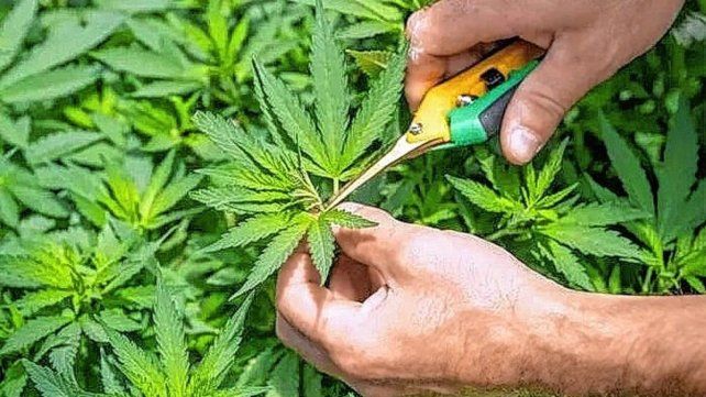 El cultivo responsable de cannabis crece en Entre Ríos El cultivo responsable de cannabis crece en Entre Ríos