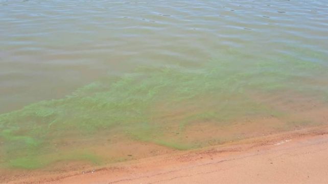 Alertan por la presencia de cianobacterias en el río Uruguay