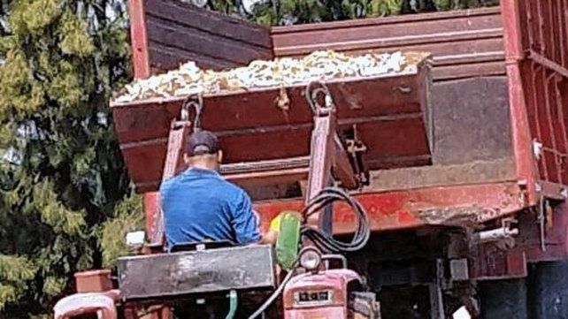 La ola de calor causó mortandad de aves.