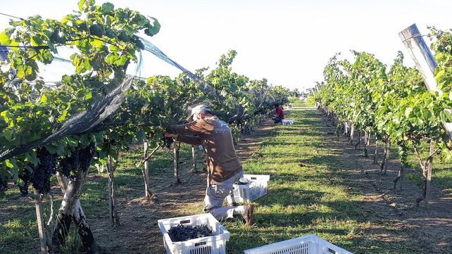 La vitivinicultura se expande en la provincia La vitivinicultura se expande en la provincia