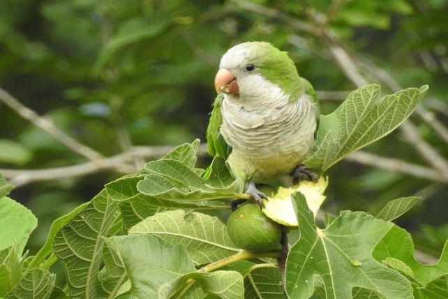 Destacan que se conocieron casos de psitacosis en la zona de Chajarí.