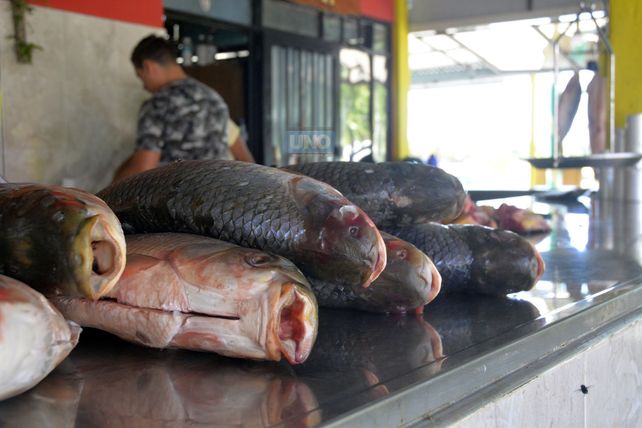 Hay alarma por la merma del sábalo en el río Paraná. Hay alarma por la merma del sábalo en el río Paraná.