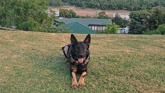 Gitana fue donada por los propietarios de un criadero de Rosario, que valoran la destacada labor de la Brigada canina entrerriana Gitana fue donada por los propietarios de un criadero de Rosario, que valoran la destacada labor de la Brigada canina entrerriana