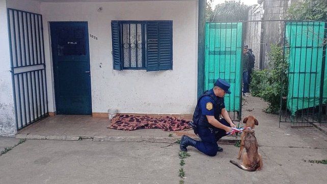 Perros rescatados en Concordia. Perros rescatados en Concordia.
