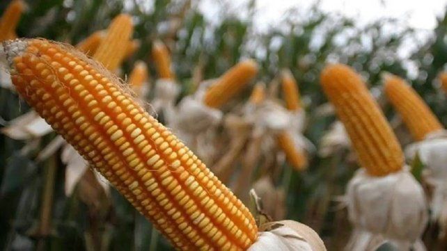 El maíz de primera tendría fuerte salto productivo en esta campaña El maíz de primera tendría fuerte salto productivo en esta campaña