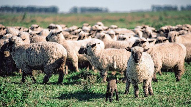 Hay incertidumbre en productores entrerrianos tras derogarse la Ley Ovina Hay incertidumbre en productores entrerrianos tras derogarse la Ley Ovina
