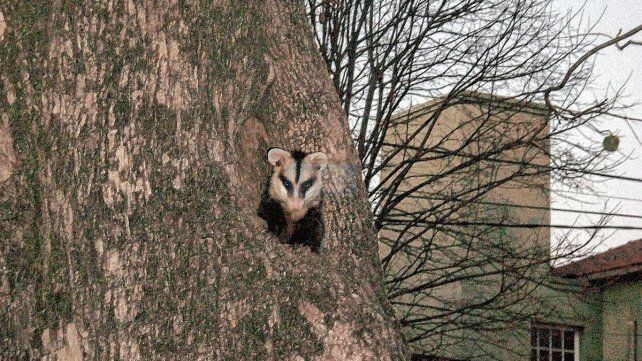Especie. El pequeño animalito se ubicó en el hueco del árbol, desde donde observa a quienes pasan por la vereda. Especie. El pequeño animalito se ubicó en el hueco del árbol, desde donde observa a quienes pasan por la vereda.