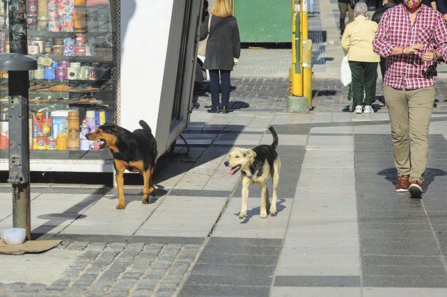 En Paraná se redujo la cantidad de perros sueltos