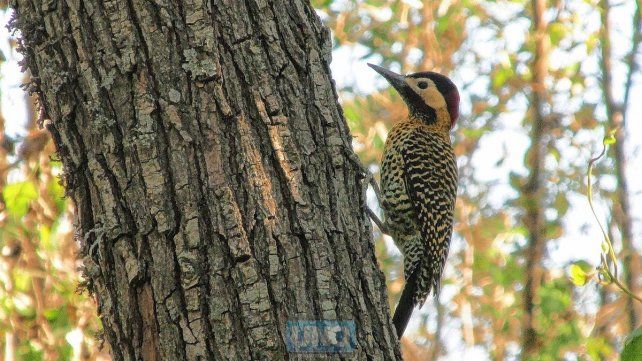 El Pre Delta alberga una gran cantidad de flora y fauna.