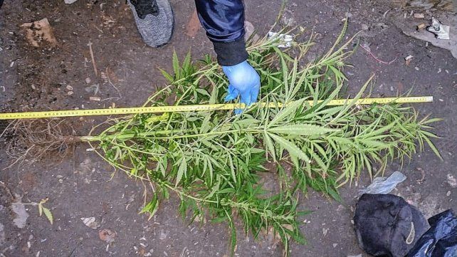 En los allanamientos en Paraná por narcomenudeo hallaron plantas de marihuana, entre otros elementos.