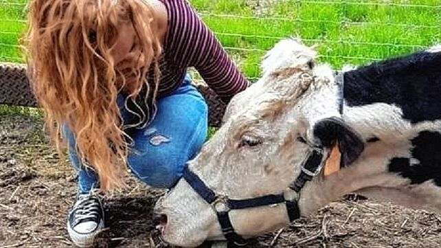 El veganismo se expande en Paraná. El veganismo se expande en Paraná.