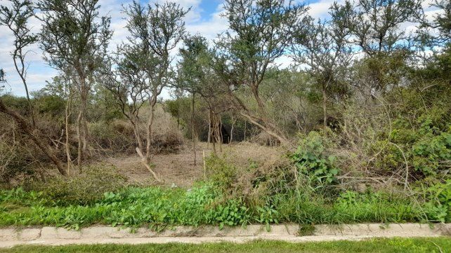 desmonte-oro-verde-3jpg