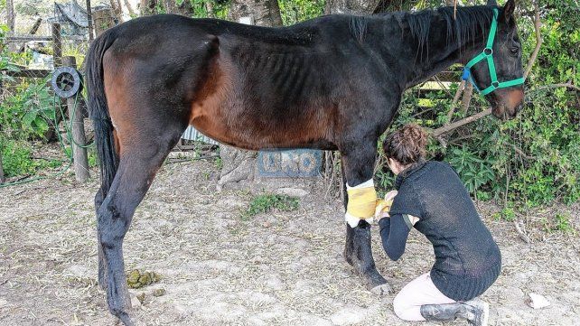 En la protectora asisten a los caballos diariamente. De lunes a lunes.