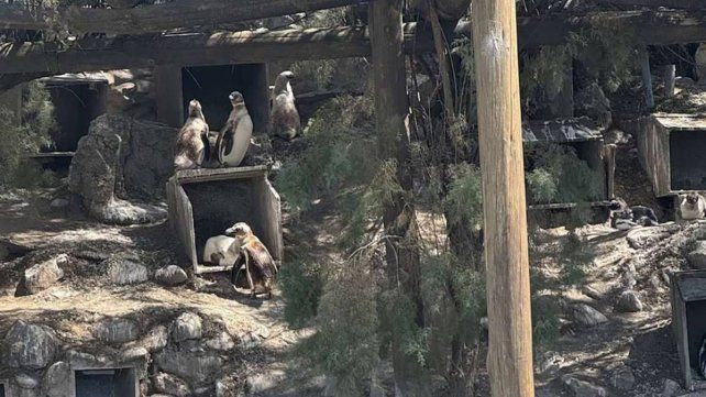 Quiebra del ex Aquarium de Mar del Plata: valuaron en USD 40.000 a cuatro ping&uuml;inos