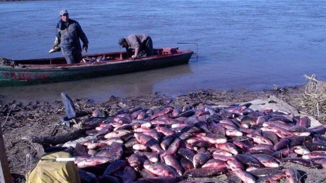 El río Paraná sin fuerza vital y sin peces maduros alerta por su cauce perdido El río Paraná sin fuerza vital y sin peces maduros alerta por su cauce perdido