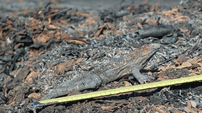 Los sapos, como las iguanas, entre las víctimas de la sinrazón.