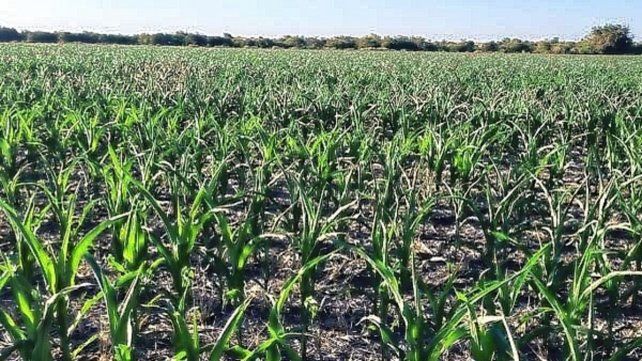 Las condiciones climáticas han sido devastadoras en los campos de cultivos como el sorgo, maíz y arroz. También las pasturas y el ganado.