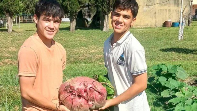 Estudiantes de escuela agrotécnica de Entre Ríos cosecharon una remolacha gigante Estudiantes de escuela agrotécnica de Entre Ríos cosecharon una remolacha gigante