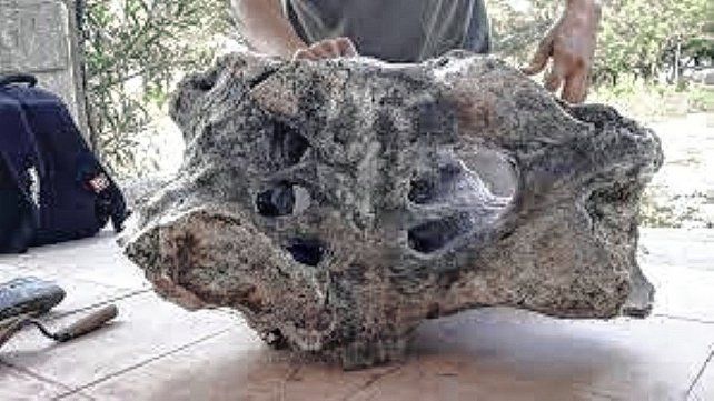 Jujuy: desentierran restos fósiles de un perezoso gigante.