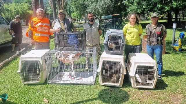 Rescataron aves silvestres y exóticas mantenidas ilegalmente en Gualeguay. Rescataron aves silvestres y exóticas mantenidas ilegalmente en Gualeguay.