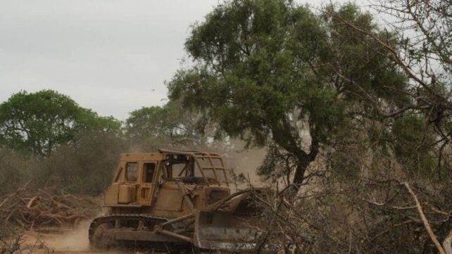 Villaguay: abren causa por la supuesta destrucción del monte nativo Villaguay: abren causa por la supuesta destrucción del monte nativo