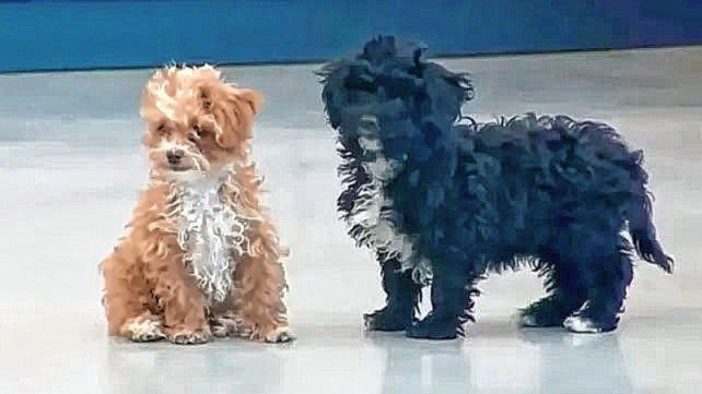 Los cachorros de Gran Hermano volvieron a verse después de varias semanas de separación, y el video causó revuelo en las redes