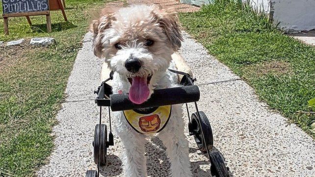 Salvador, un perro que ahora se puede mover gracias a la ayuda de un carrito. Salvador, un perro que ahora se puede mover gracias a la ayuda de un carrito.
