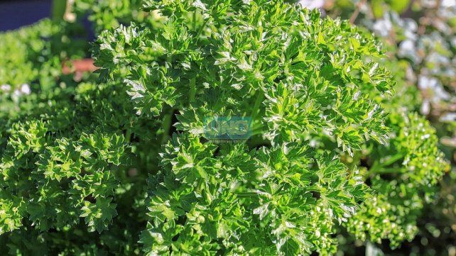 Vivero. Jardinería. Huertas particulares