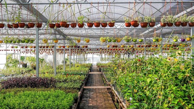 Es la temporada fuerte para los viveros Es la temporada fuerte para los viveros