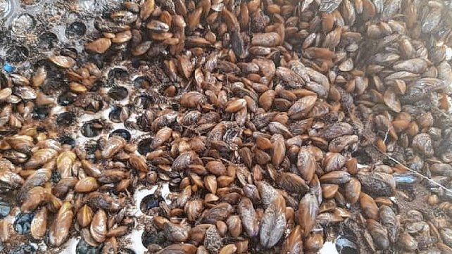 De no ser por la bajante, la limpieza de filtros se habría realizado dentro de varios años.