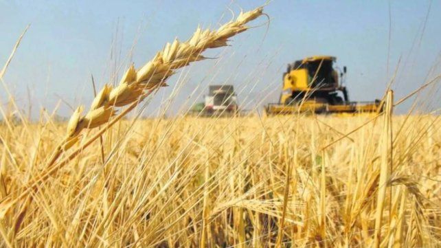 Trigo: la región centro, protagonista principal de la campaña 2025/26 Trigo: la región centro, protagonista principal de la campaña 2025/26