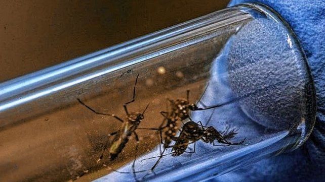 En Paraná se registraron distintos focos de dengue. En Paraná se registraron distintos focos de dengue.