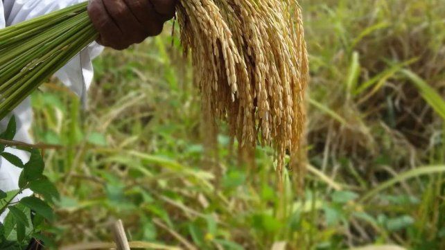 La producción de arroz caería un 30% en Entre Ríos durante 2026/27. La producción de arroz caería un 30% en Entre Ríos durante 2026/27.